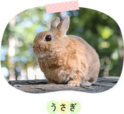 うさぎ