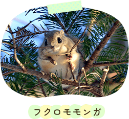 フクロモモンガ