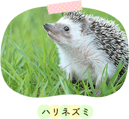 ハリネズミ