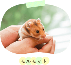 モルモット