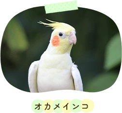オカメインコ