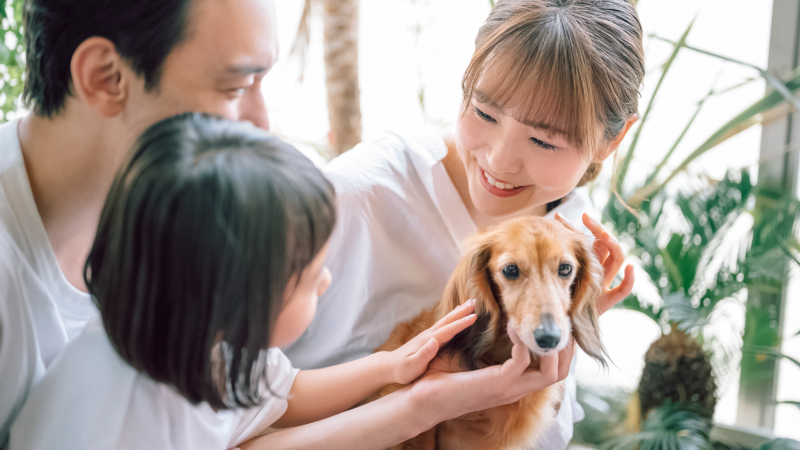 動物とのふれあいを通じて心身の健康を促進する療法