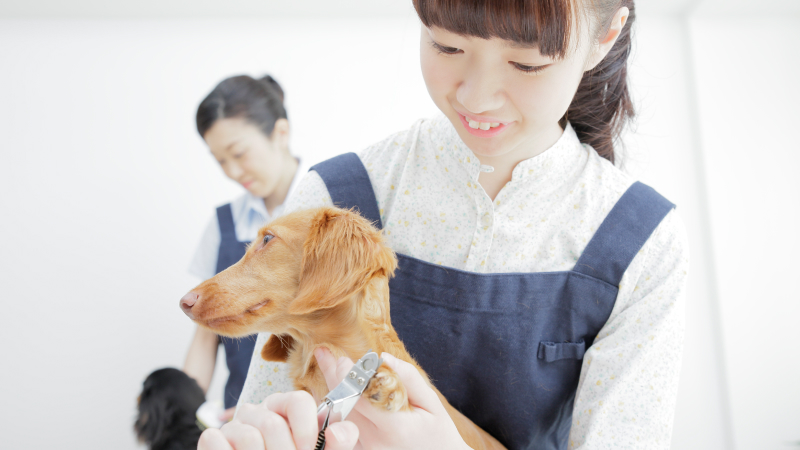 動物のお世話
